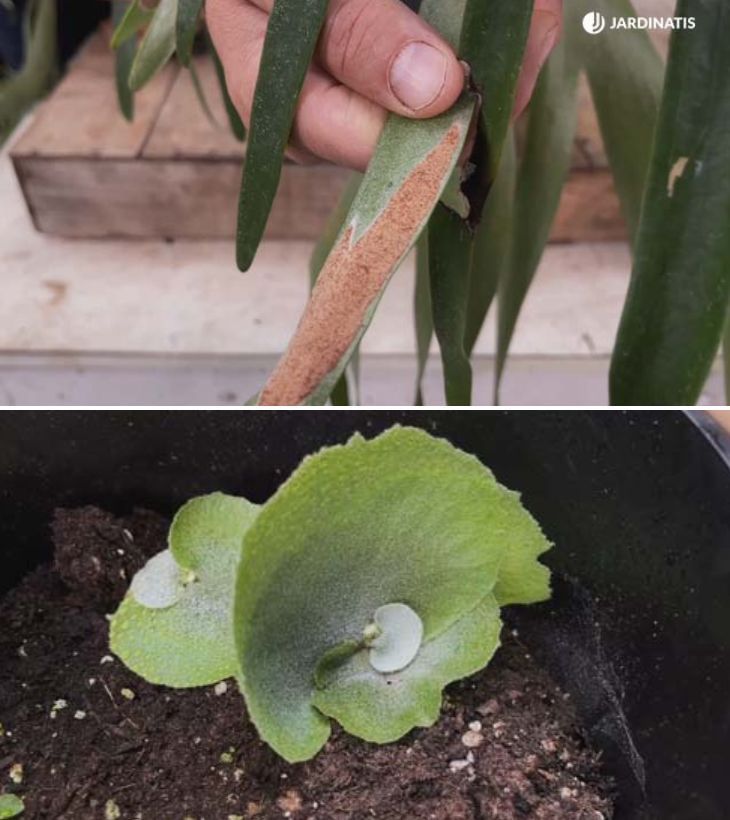 Cómo cultivar helechos cuerno de alce desde esporas