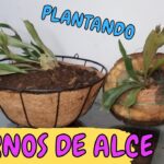 Cómo cultivar helechos cuerno de alce en cestas colgantes