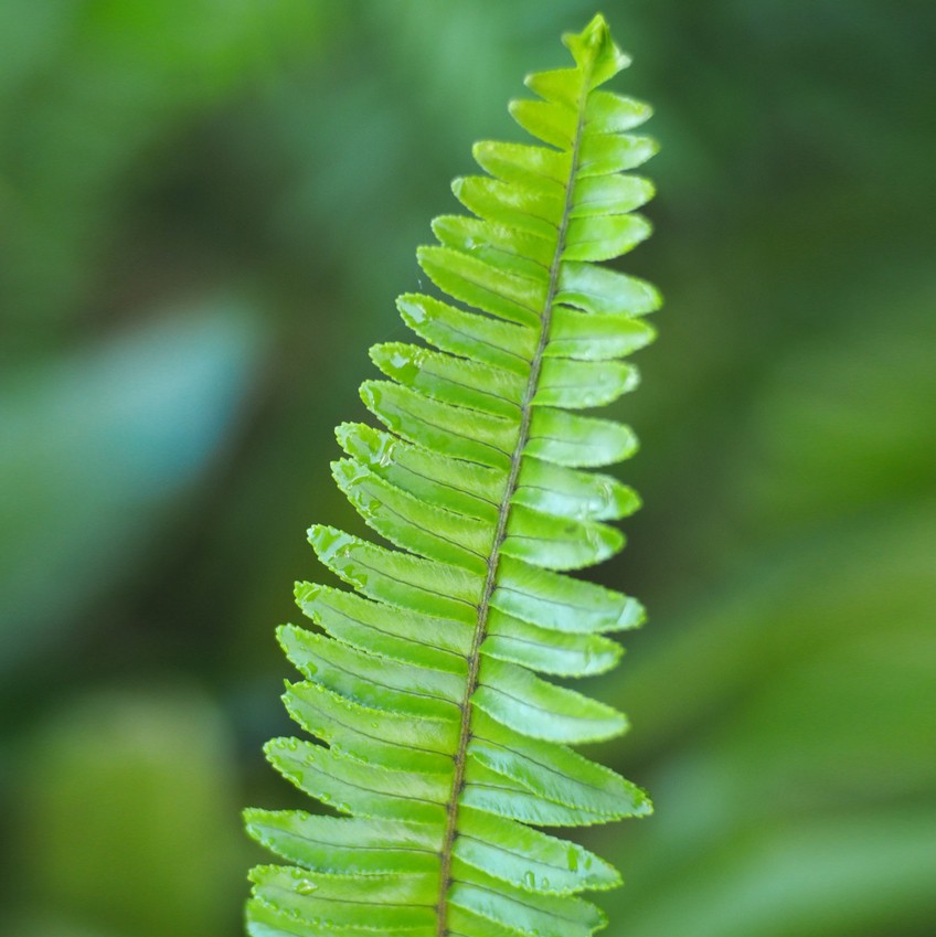 Cómo cultivar helechos espada occidentales con éxito