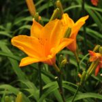 Cómo cultivar Hemerocallis en macetas de forma exitosa