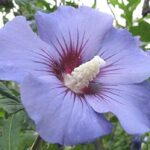 Cómo cultivar hibiscos resistentes al frío en la Zona 7