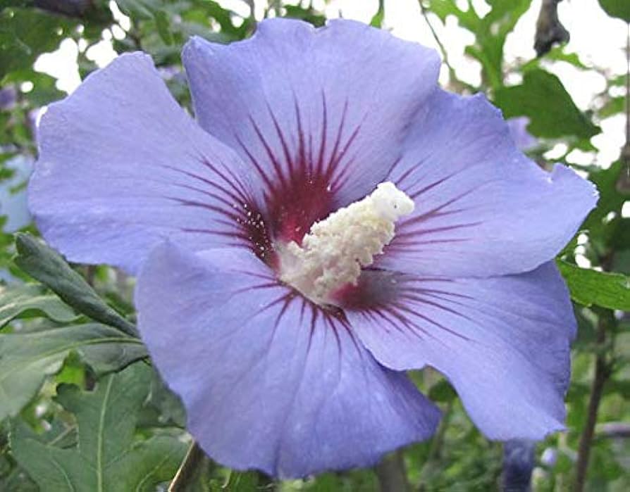 Cómo cultivar hibiscos resistentes al frío en la Zona 7