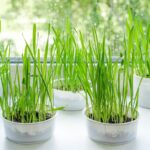 Cómo cultivar hierba gatera en macetas de forma exitosa