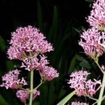 Cómo cultivar hierba Milamores en el jardín