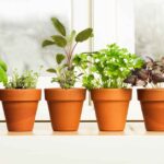 Cómo cultivar hierbas en interiores con éxito