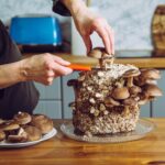 Cómo cultivar hongos Portobello en casa de forma exitosa
