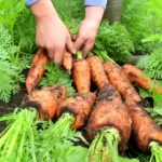 Cómo cultivar hortalizas en la región de clima frío (zona 6)