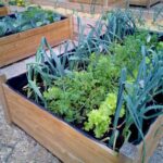 Cómo cultivar hortalizas en una terraza de manera sencilla