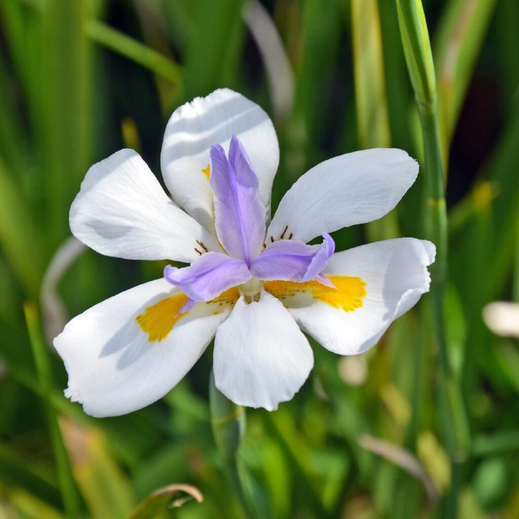 Cómo cultivar iris evergreen Dietes de manera exitosa