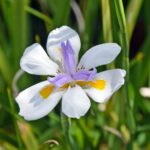 Cómo cultivar iris evergreen Dietes de manera exitosa