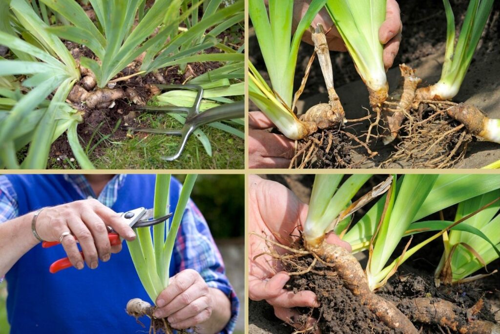Cómo cultivar iris germanos barbudos de forma exitosa