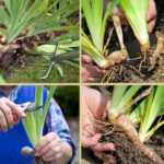 Cómo cultivar iris germanos barbudos de forma exitosa
