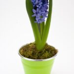 Cómo cultivar jacintos en macetas de madera de forma exitosa