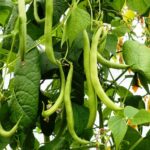 Cómo cultivar judías aladas: beneficios y cuidados