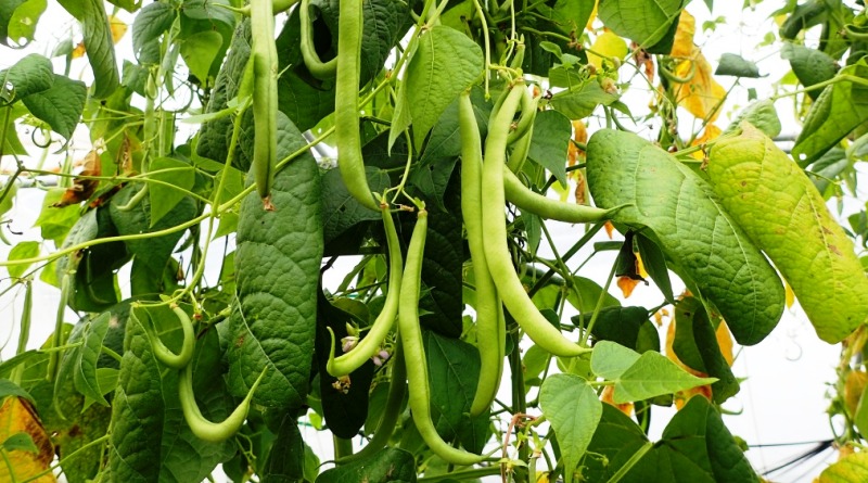 Cómo cultivar judías aladas: beneficios y cuidados