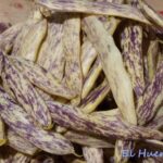Cómo cultivar judías lengua de dragón de forma adecuada