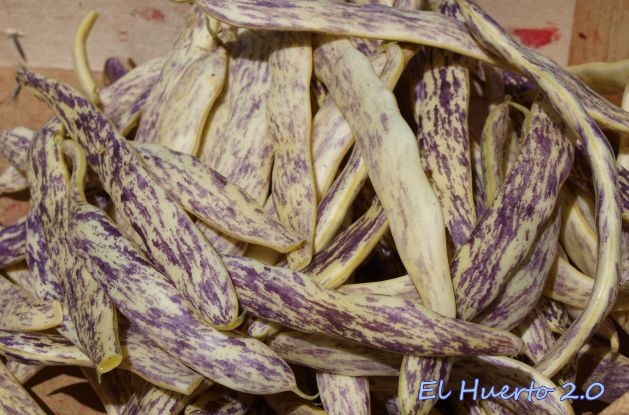 Cómo cultivar judías lengua de dragón de forma adecuada