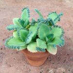Cómo cultivar Kalanchoe daigremontiana, la madre de miles