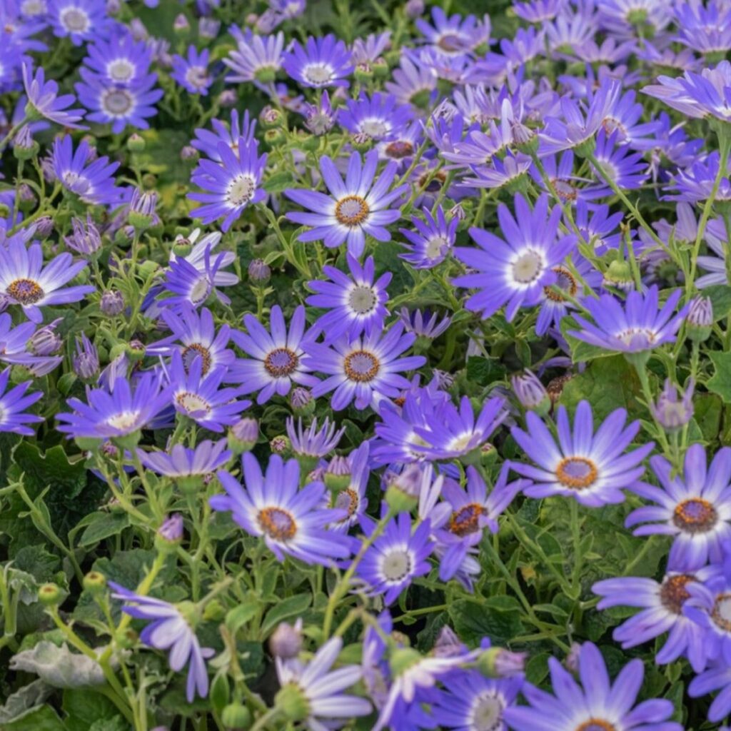 Cómo cultivar la Cineraria Blue Daisy de forma adecuada