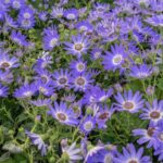 Cómo cultivar la Cineraria Blue Daisy de forma adecuada