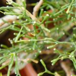 Cómo cultivar la Dancing Bones Cactus correctamente