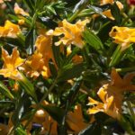 Cómo cultivar la Monkey Wort Plant de forma exitosa en casa