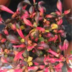 Cómo cultivar la planta Alternanthera Joseph’s Coat