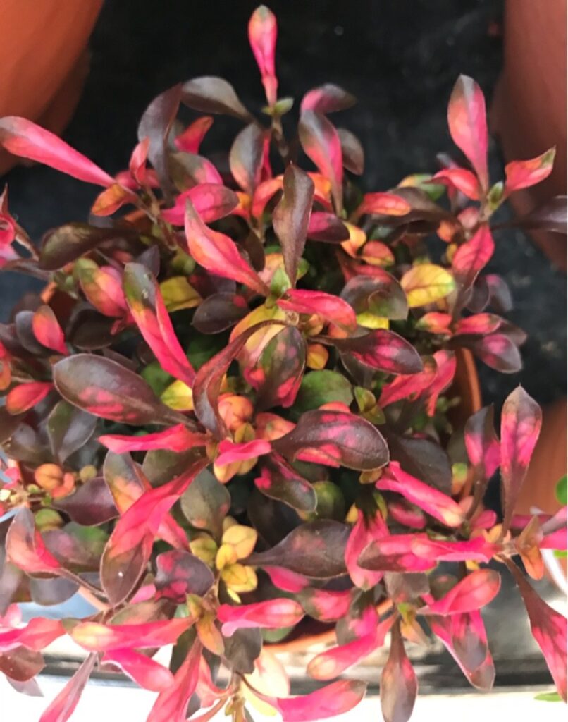 Cómo cultivar la planta Alternanthera Joseph’s Coat