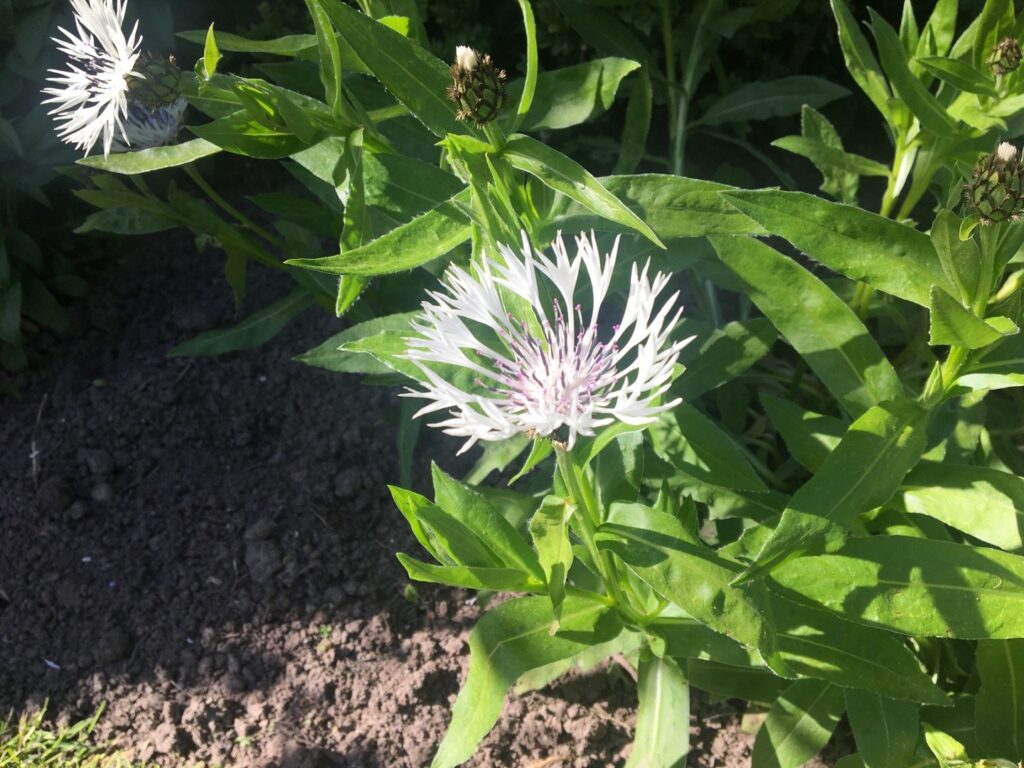 Cómo cultivar la planta Centaura en casa
