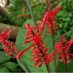 Cómo cultivar la planta Firespike en tu jardín