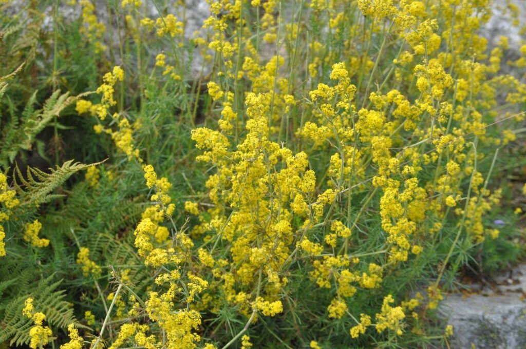 Cómo cultivar la planta Lady’s Bedstraw en el hogar