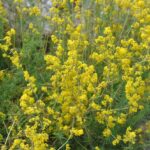 Cómo cultivar la planta Lady’s Bedstraw en el hogar