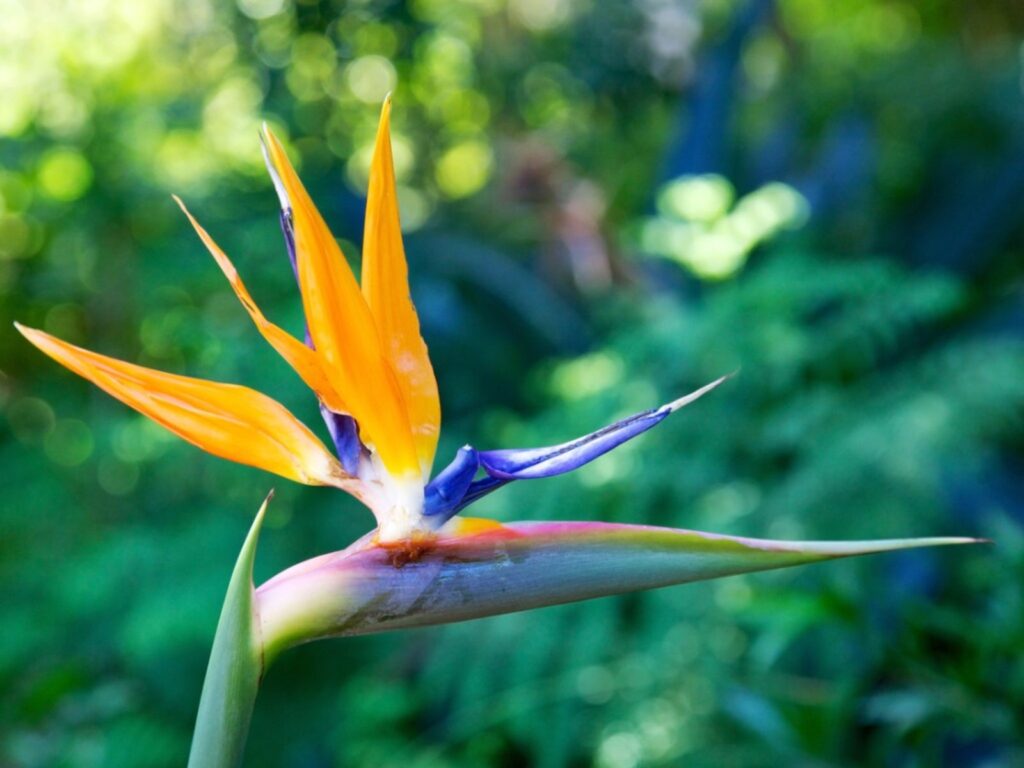 Cómo cultivar la planta Mandela’s Gold Bird of Paradise