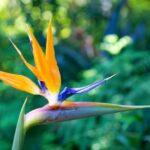 Cómo cultivar la planta Mandela’s Gold Bird of Paradise