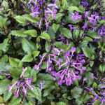 Cómo cultivar la planta Plectranthus de manera exitosa