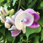 Cómo cultivar la planta trepadora Snail Vine en un enrejado