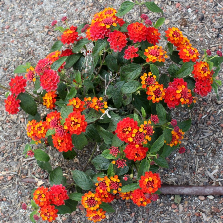 Cómo cultivar Lantana de forma exitosa en macetas