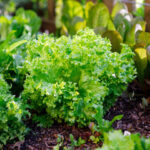 Cómo cultivar lechuga endivia en tu hogar de forma sencilla