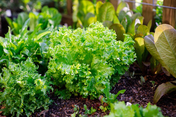 Cómo cultivar lechuga endivia en tu hogar de forma sencilla