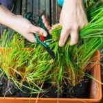 Cómo cultivar lemongrass en macetas de forma sencilla