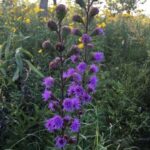 Cómo cultivar Liatris en macetas de manera exitosa