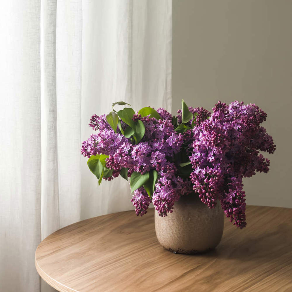 Cómo cultivar lila en macetas de manera exitosa