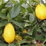 Cómo cultivar limoneros limequat correctamente