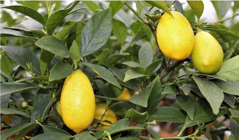 Cómo cultivar limoneros limequat correctamente