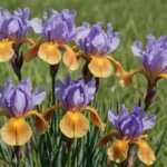 Cómo cultivar Louisiana Iris con éxito en mi jardín