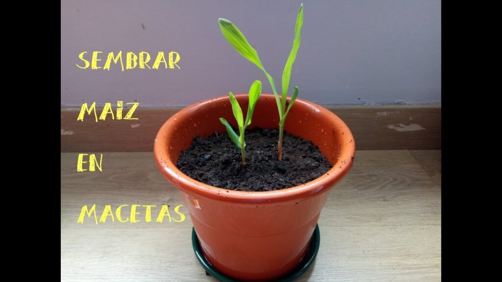 Cómo cultivar maíz en macetas de manera fácil en casa