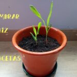 Cómo cultivar maíz en macetas de manera fácil en casa