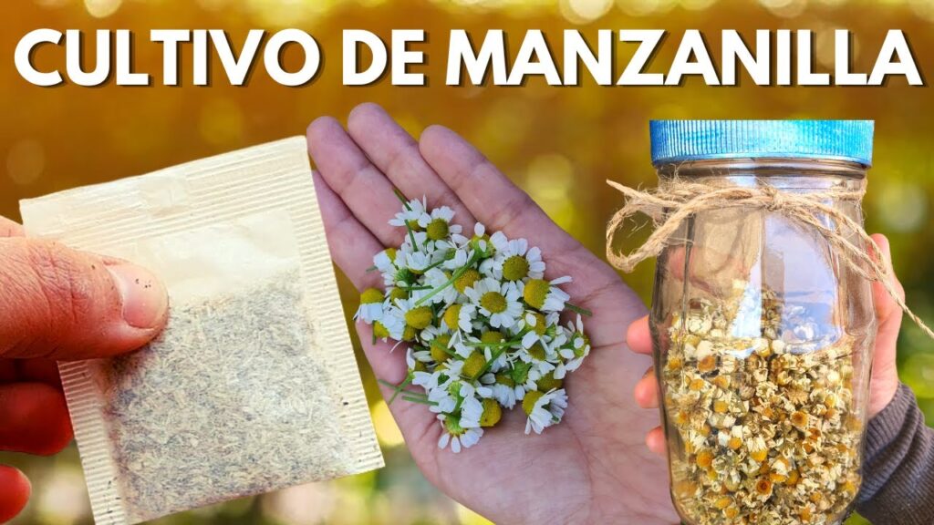 Cómo cultivar manzanilla en casa de forma sencilla