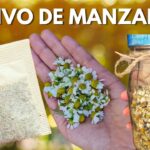Cómo cultivar manzanilla en casa de forma sencilla