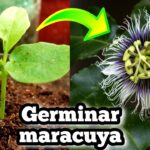 Cómo cultivar maracuyá en macetas y plantar pasionaria